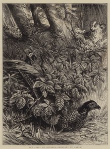The First of October, Pheasant in Covert